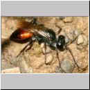 Astata boops - Wanzengrabwespe w02c 12mm.jpg